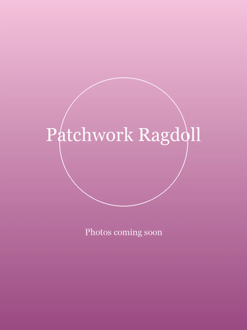 Patchwork Ragdoll party character in Chicago
